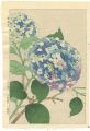 Hydrangea