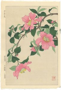 Kawarazaki Shodo / Sasanqua
