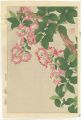 Crape Myrtle