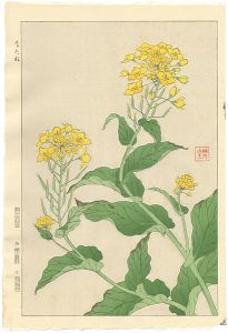 Kawarazaki Shodo / Rapeseed