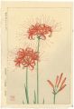 Red Spider Lily