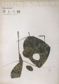 井上三綱 入生田のアトリエから