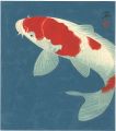 Coloured Carp