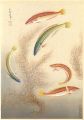 Fish of Japan / The Bera