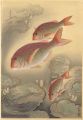 Fish of Japan / The Tai (Sea-b......