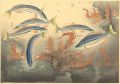 Fish of Japan / The SHIMAISAGI......