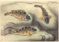 Fish of Japan / The Kasago (Ro......