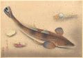 Fish of Japan / The Kochi (Fla......