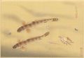 Fish of Japan / The Mahaze (Ye......