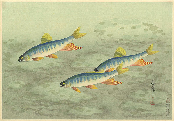 Ono Bakufu “Fish of Japan / The Oikawa (Zacco Platypus)”