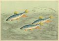 Fish of Japan / The Oikawa (Za......