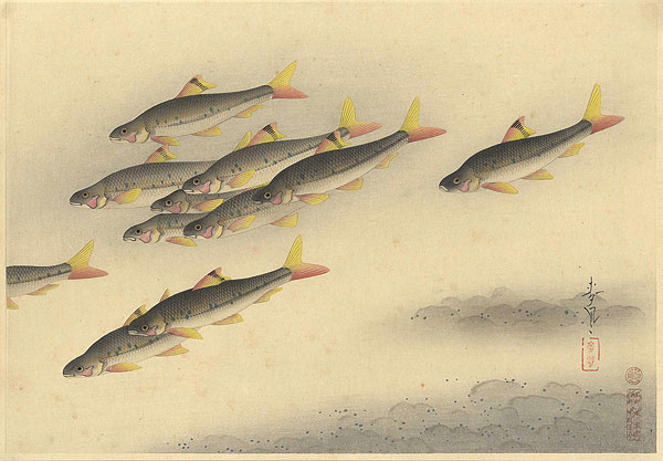 Ono Bakufu “Fish of Japan / The Higai (Sarcocheillichthys Variegatus)”