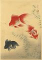 Fish of Japan / The Kingyo (Go......