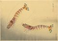 Fish of Japan / The Kurumaebi ......
