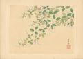 Bush Clover
