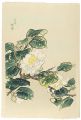 White Camellia