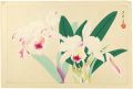  Lily （tentative title）