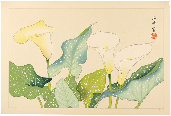 Inoue Masaharu “Calla （tentative title）”