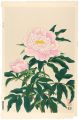 Peony,pink