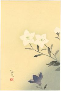 Yasuda Yukihiko / Chinese Bellflower (tentative title)