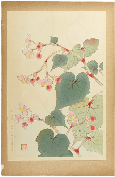 Fukuda Suiko “Hardy Begonia”