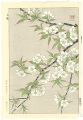 wild cherry blossoms