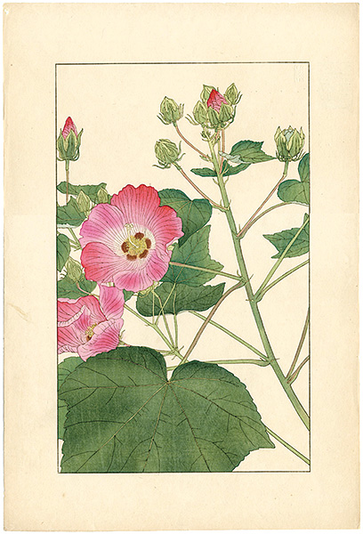 Sugiura Hisui “Cotton Rosemallow”
