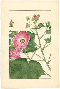 Sugiura Hisui / Cotton Rosemallow