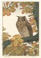 Eagle Owl