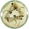 Hand Painted Decorative Plate ......