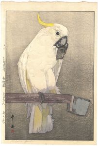 At the Zoological Garden / Sulphur-crested Cockatoo