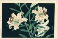 Golden-rayed Lilies