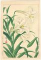  Lily