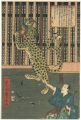 Show of the tiger