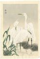 白鷺（仮題）