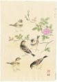 The Chestnut-eared bunting