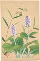 Japanese Alpine Plants / Cynan......