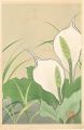 Japanese Alpine Plants / Lysic......