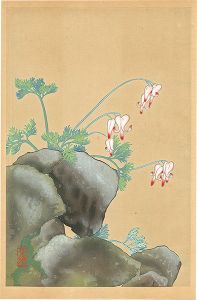 Inoue Masaharu / Japanese Alpine Plants / Dicentra Peregrina