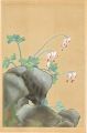Japanese Alpine Plants / Dicen......