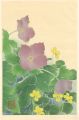 Japanese Alpine Plants / Viola......