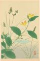 Japanese Alpine Plants / Festu......
