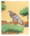 Pine and Hawk