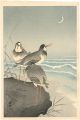 Plover near the Seaside with a......