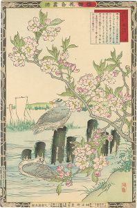 Bairei / Cherry Blossoms and Sea Gulls [楳嶺花鳥画譜　桜と鴎]