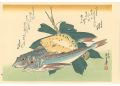 A Series of Fish Subjects / Fl......