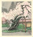Double-flowered Cherry Tree at......