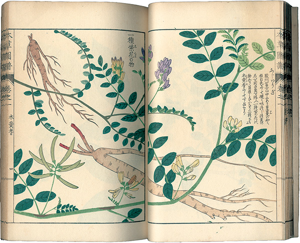 “Illustrated Herbal, Manual of Medicinal Plants Vol. 1: Wild Plants Part. 1” 岩崎灌園