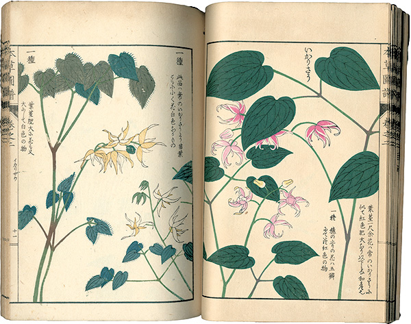 “Illustrated Herbal, Manual of Medicinal Plants Vol. 2: Wild Plants Part. 2” 岩崎灌園