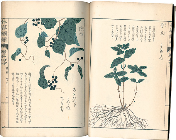“Illustrated Herbal, Manual of Medicinal Plants Vol. 27: Vines Part. 6” 岩崎灌園